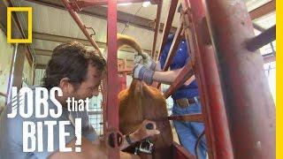 Castrating a Bull | Jobs That Bite