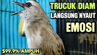 TRUCUKAN GACOR NGALAS Tarung ROPEL Paling Ampuh Untuk PANCINGAN TRUCUKAN Agar Bunyi Nyaut EMOSI