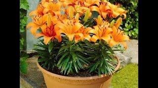 How to grow a lily in a pot