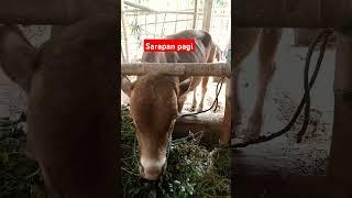 #shortvideo #vidioshort #fyp #trendingshorts #sapibrangos #sapisimental#sapijumbo #animals#setiafarm