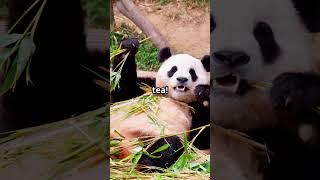 Panda Power: The Cutest Facts!