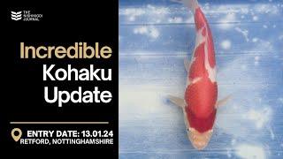 AMAZING Update On The NND Kohaku | The Nishikigoi Journal | EP#027