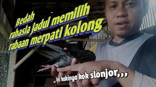 Bedah rahasia memilih kemampuan tarung merpati kolong dari rabaan