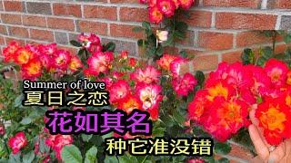 ［月季品种推荐］超皮实勤花抗病性好的灌木丰花月季Summer of love夏季之恋Rose/ADR认证的渐变色吸睛月季/耐雨淋耐寒耐晒的月季/23.11.2024