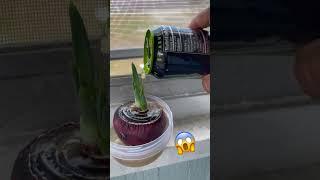 Growing Red Onion With Monster For 10 Days Straight 