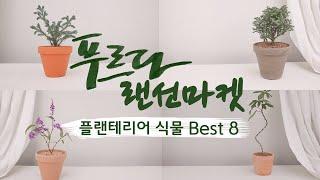 [식물가게 푸르다 랜선마켓] 플랜테리어식물 Best 8 추천해드릴게요!