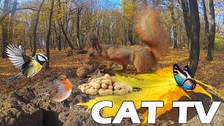 TV FOR CAT AND DOG  Squirrel And Bird In The Sunny Forest  Entertainment For Pets, Relax Your...