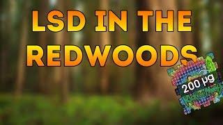 LSD In The Redwoods