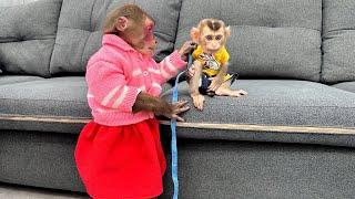 What did the thoughtful monkey Kobi do to show his concern for the monkey Mon when it was cold?