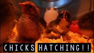 Baby Chicks Hatching - Watch these cute baby chicks come into the world!