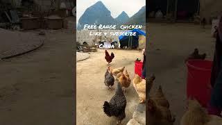 #freerangechickenfarming #china