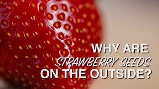 Why Are Strawberry Seeds on the Outside?