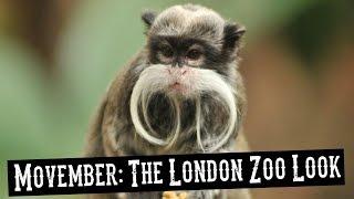 Movember: How To Get the London Zoo Look!