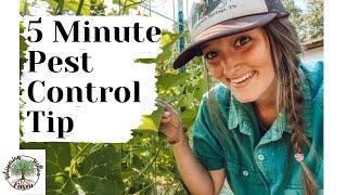3 Minute Tip| PEST CONTROL | VLOG| Whispering Willow Farm