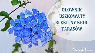 Jak uprawiam ołownik uszkowaty - błękitnego króla tarasów