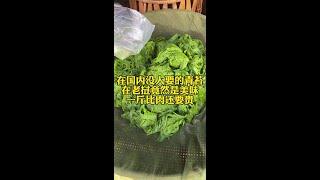 在国内无人敢吃的青苔 在老挝竟然是一道美味 #老挝 #东南亚 #东南亚风情