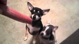 Chihuahuas Begging and Dancing for Sausage
