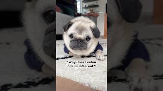 The MYSTERY behind Loulou’s unique appearance…  #pug #dog #shorts