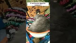 It's just something Impudence is the second happiness #shorts #video #cat #cats #crochet