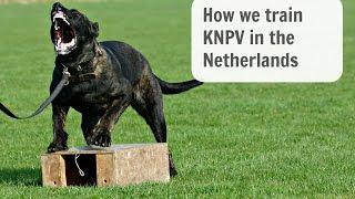 KNPV training Katie BRN 25478 In Holland  