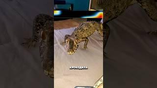 Домашний крокодил любит ласку 