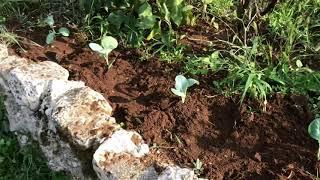 Come coltivare il broccolo romanesco