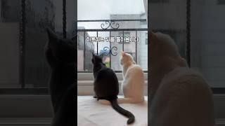 서로 이쁜이라는 고양이들 ㅋㅋㅋ