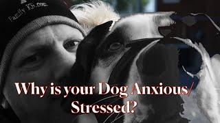 Dogs with Anxiety - Montreal Dog Trainer Family K9 Dog Training