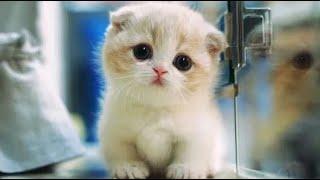 Cute and Funny Cats  - Cutest Cat Ever 2019