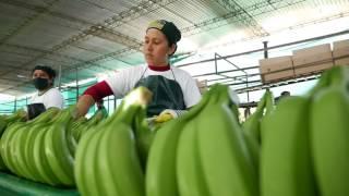 Packing Station bananas - Supply Chain - AgroFair