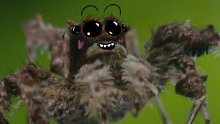 Скандальная самка паука Порша