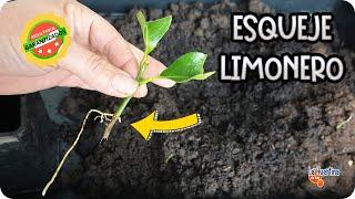 Como Reproducir LIMONERO  por ESQUEJE Paso A Paso Con EXITO  || La Huertina De Toni