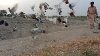 Kabutar ki video pigeon birds Kabootar video