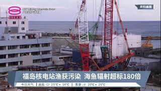 福岛核电站渔获污染  海鱼辐射超标180倍【2023.06.07 八度空间午间新闻】