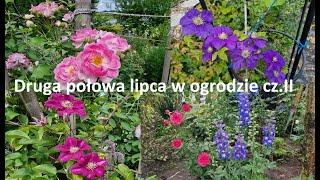 Kwitną kolejne powojniki i róże. Ketmia syryjska, ostróżki i wilce. | Ogród Jadzi#211