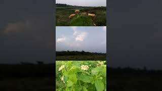 without filter Nature #post #nature #explore #love #naturevibes #trending #video #short #new