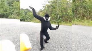 Spider monkey with super long arms grabs food