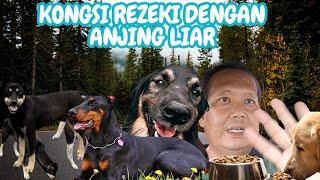 Kongsi Rezeki Dengan Anjing Liar