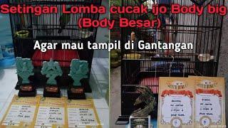 setingan lomba cucak ijo body besar. Agar mau nampil di gantangan setiap minggu