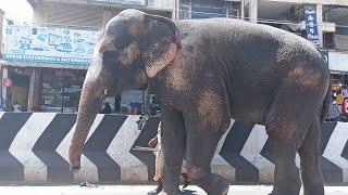 Reality, New video 2023 Indian Elephant .
