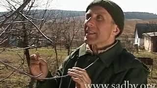 Обрезка Яблони. Уроки Николая Рабушко. Обрезка деревьев и кустарников. Видеоурок.