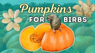 Preparing Pumpkin for Parrots 