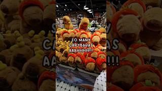 Welcome to Capybara Paradise!🫶 #capybara #animal #cute #adorable #trending #viral #kawaii #funny