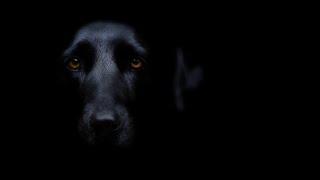ПЕС. РАССКАЗ УЖАСОВ. ЧИТАЕТ МАЭСТРО МАЖОР