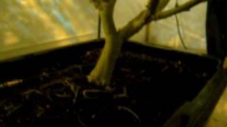 http://budbook.org/HighBreed - Marijuana Root Mass Structure