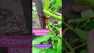 Лучшая формировка томатных кустов 