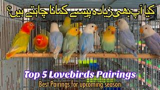 Top 5 Pairing Lovebirds ll Best Pairings for Next Season