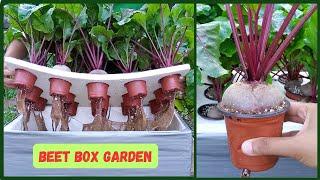 BEET BOX GARDEN! Grow Hydroponic BEETS Kratky Method | Hydroponic Farming At Home