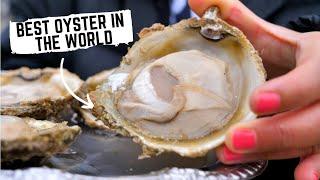 Journey of the BLUFF OYSTER from ocean floor to plate | New Zealand Food Tour