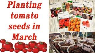 Planting tomato seeds in March